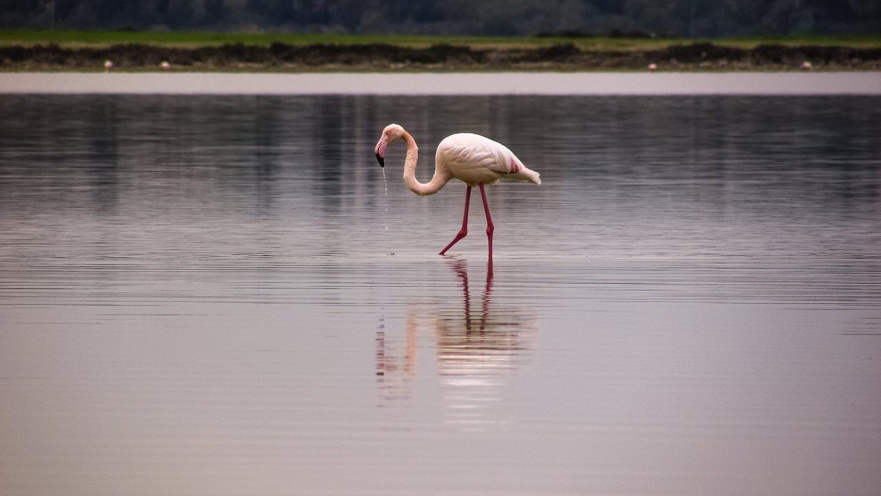 flamingo-lake-larnaca1979690.jpg